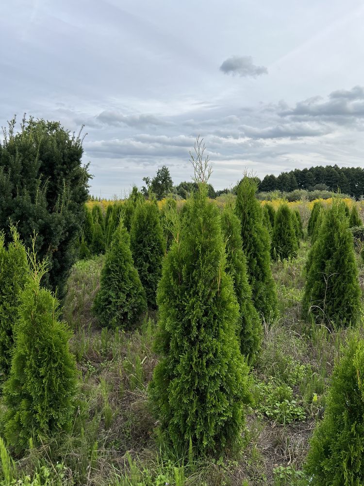 Thuja, tuja „szmaragd”