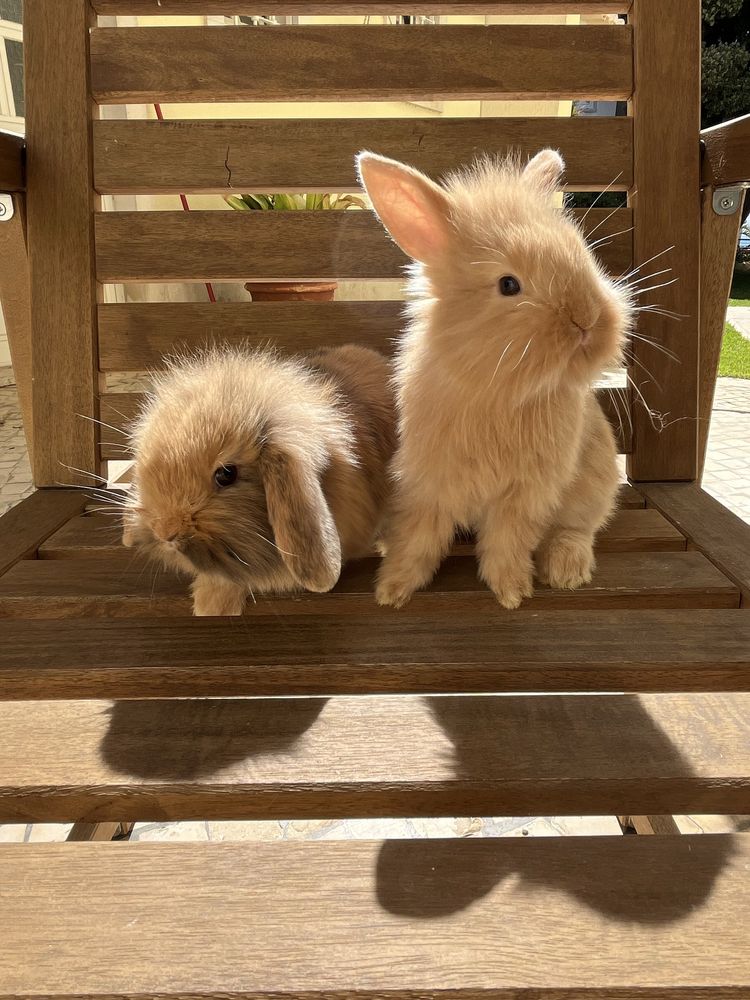 Coelhos Mini Lop & Angora