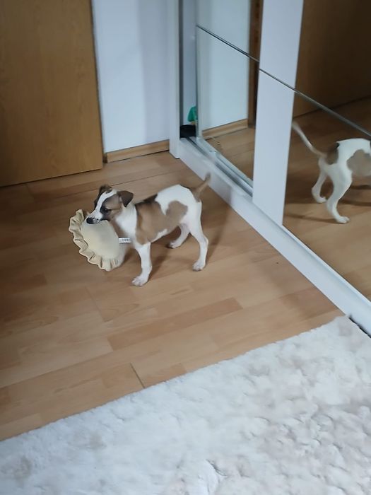 Chart Angielski Whippet śliczny piesek