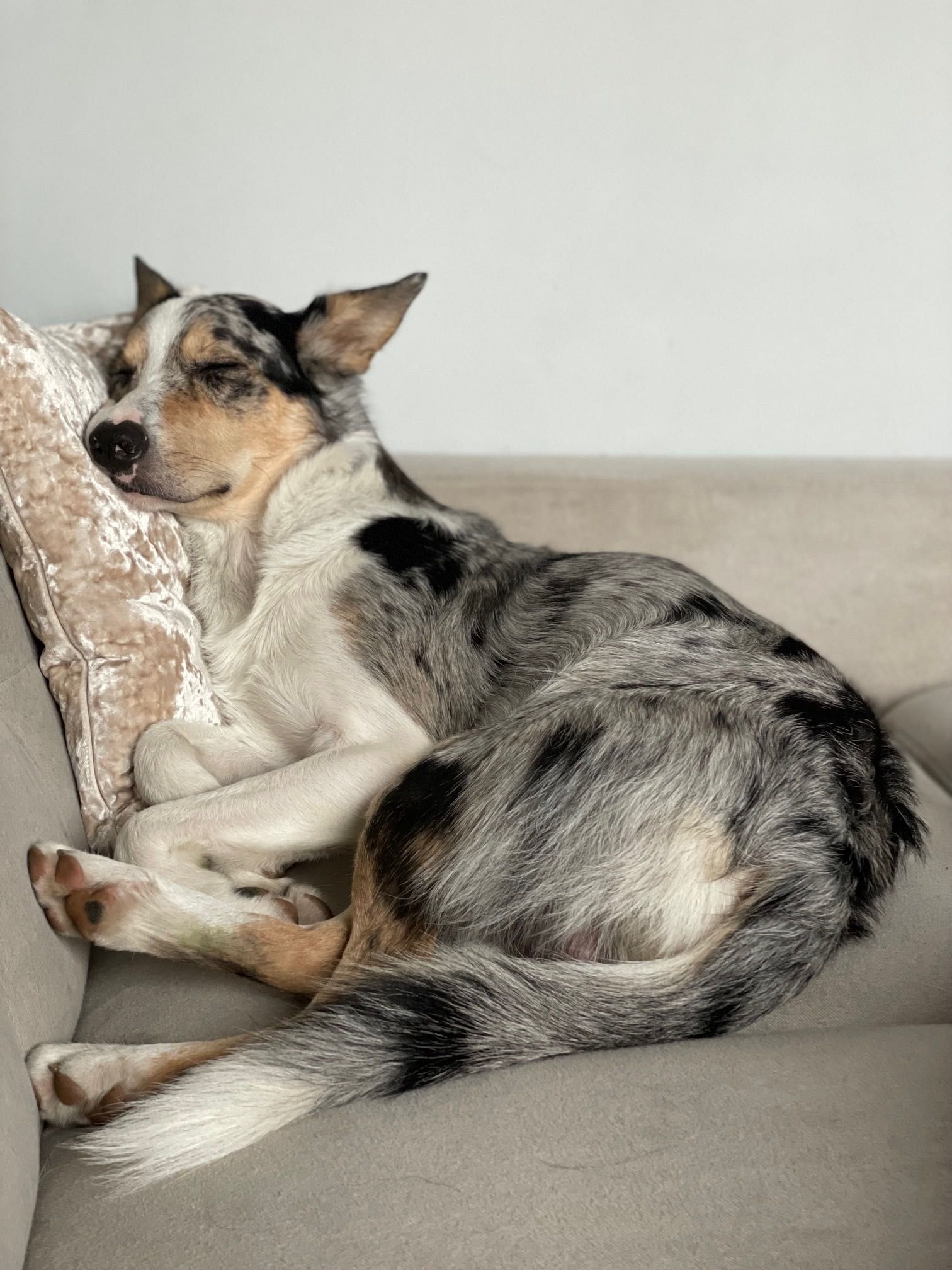 Reproduktor ZKwP/FCI Border collie blue merle tricolor