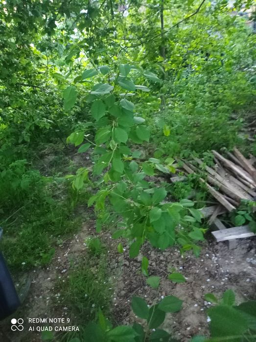 Wiśnia, drzewko starodawna odmiana