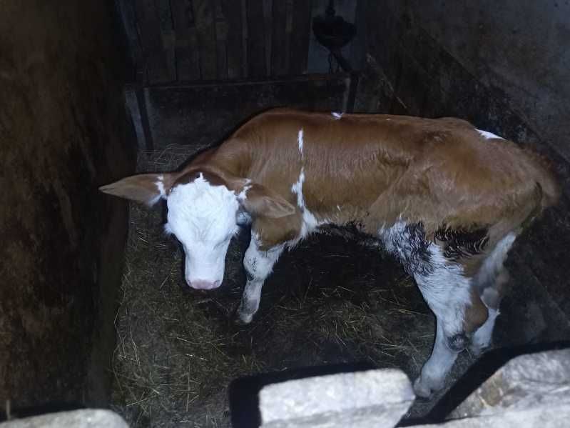 Cieleta byczki cieliczki