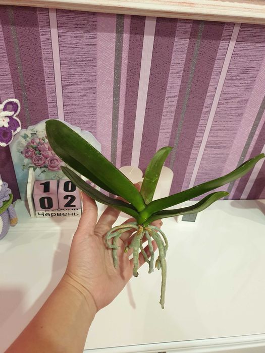 Орхідея Амбер Принцес