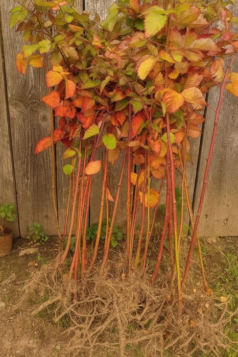 Ожина саджанці Ежевика Малина