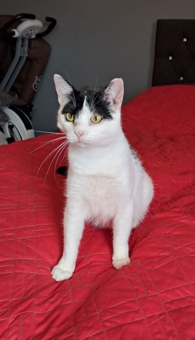 Dora cudowna kotka szuka swojego domu