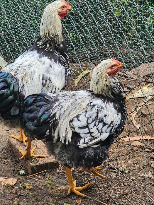 Wyandotte prata macho para troca