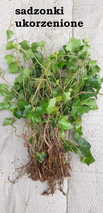 Sadzonki Bluszcz Hedera 15 szt _Wysył