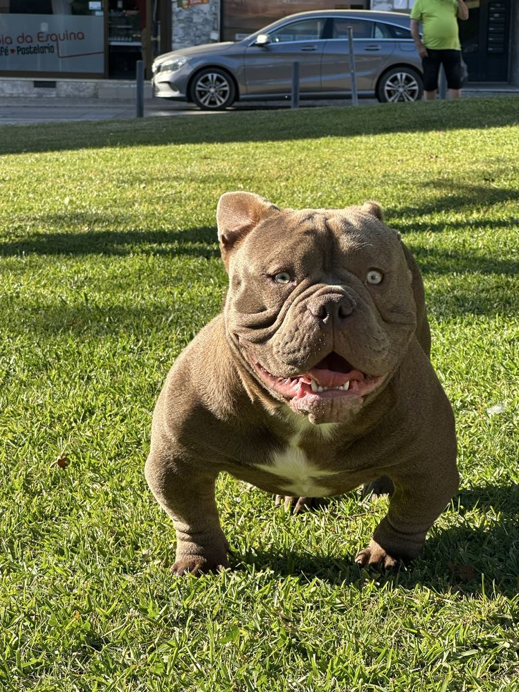 American bully p/acasalar