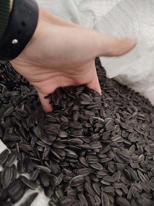 Соняшник чорний кал.від 3.8+з вмістом кал.4.5(50%)