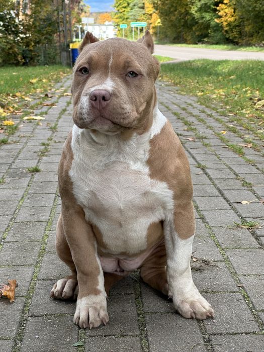 American Bully XL
