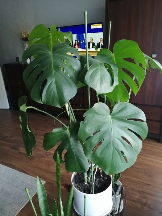 Monstera z doniczką