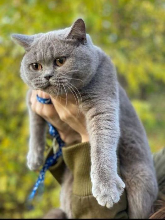 Котята британские