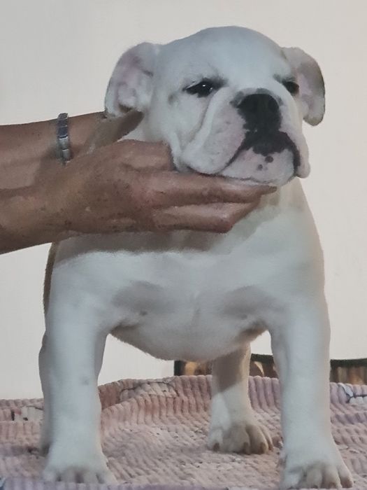 Bulldog Inglesesa