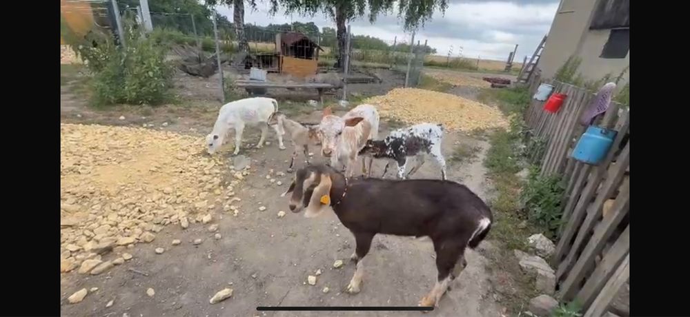 Koziołek anglonubijski/ toggenburg