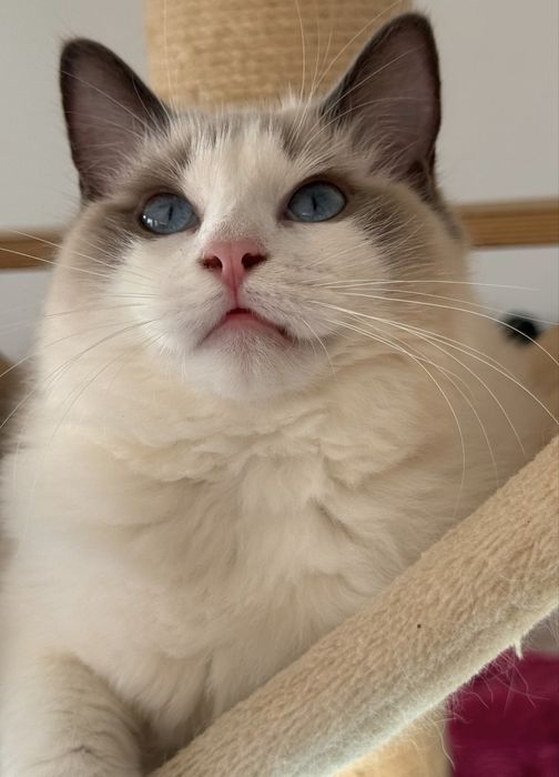 Kotka Ragdoll blue bicolor FPL