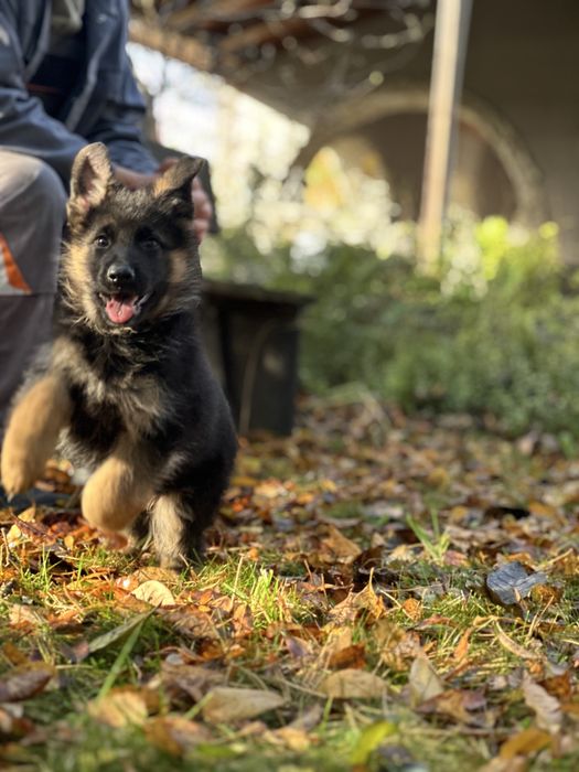 Owczarek Niemiecki Krótkowłosy – suczka Jamila z hodowli z tradycjami