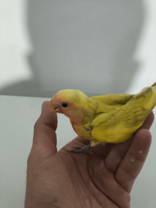 Rosicollers criados a mão