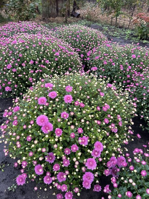 Хризантема мультифлора.