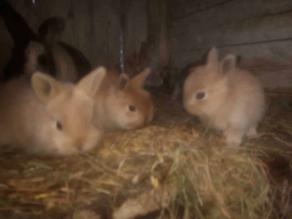 Sprzedam króliki miniaturki  oraz inne