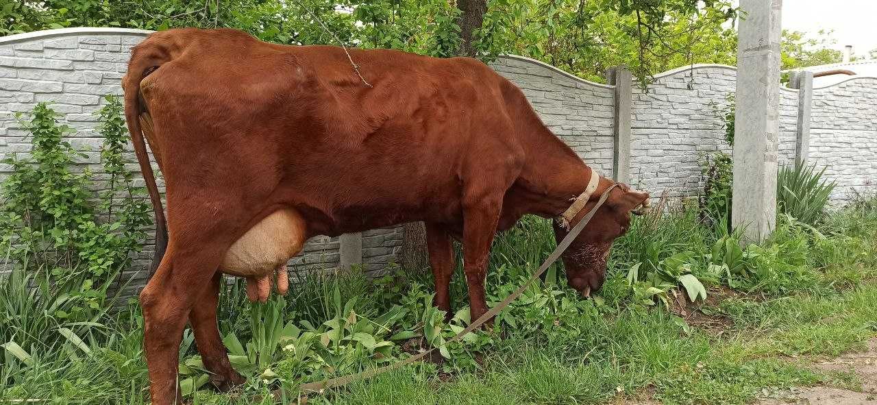 Продам дойную корову