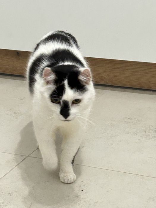 Marcel - poleca się do adopcji
