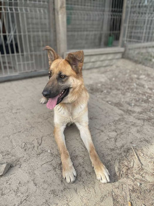 owczarek mix Żaluzja   szuka domu schronisko Zgierz-aktualne