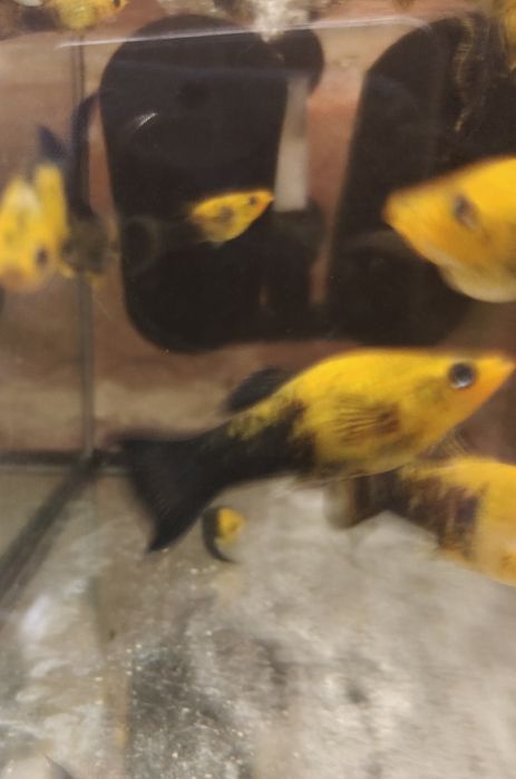 MISIEKZOO Żyworódki - Molinezje / Czarna / Złota /Red /Złoto-Czarna