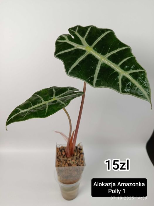 Maria Plants alokazja Amazonika Polly sadzonki