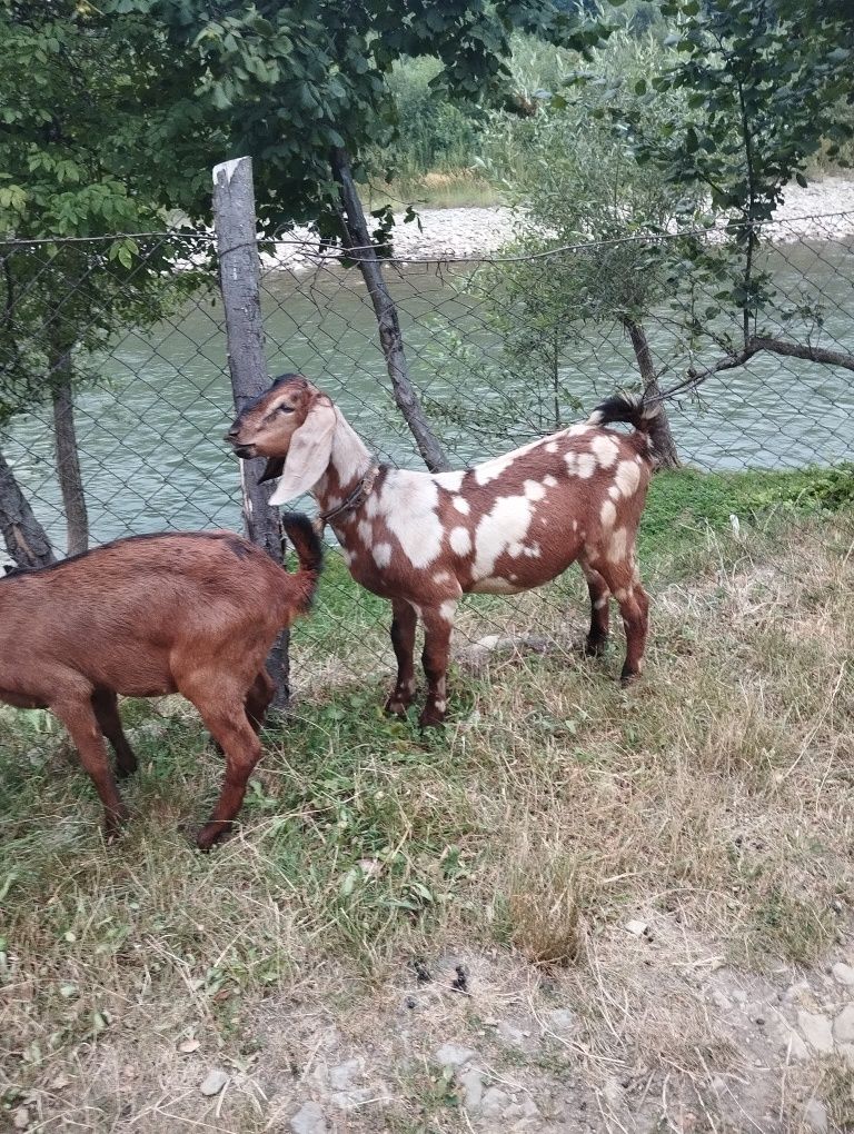 Продам цапа Англо- нобійскій