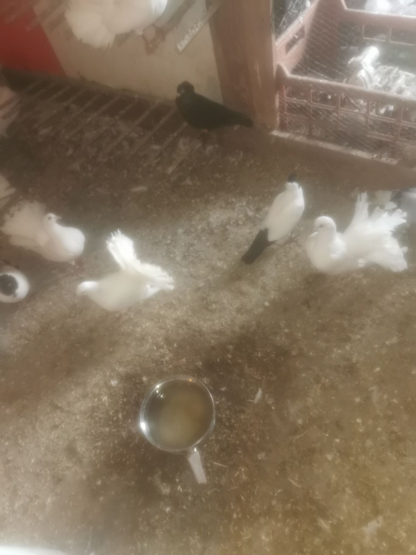 Sprzedam gołębie pawki białe MOŻLIWOŚĆ WYSYŁKi