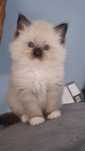 Kocurek seal mitted