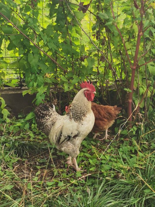 Koguty od kur niosek