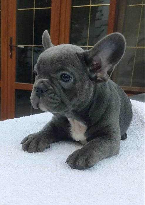 Мальчики и девочки французского бульдога