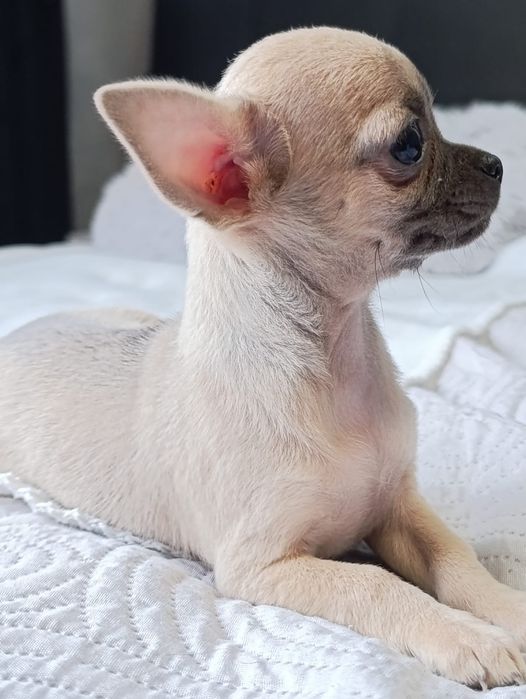 Chihuahua  Śliczna  suczka