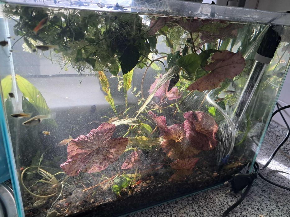 Guppys endler lindos - trio