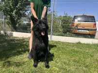 Cezario do adopcji!