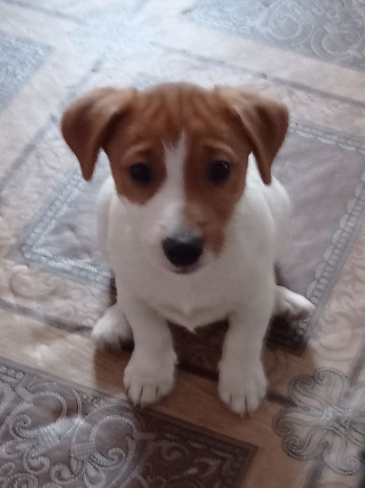 Цуценя Джек Рассел