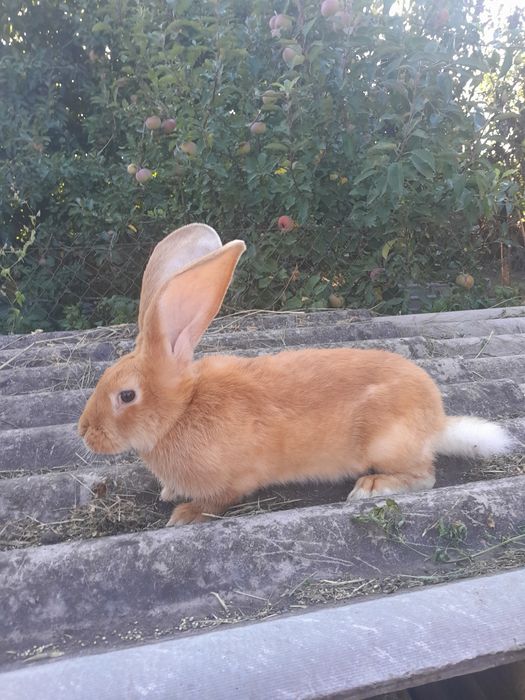 Різні пороли і вік.