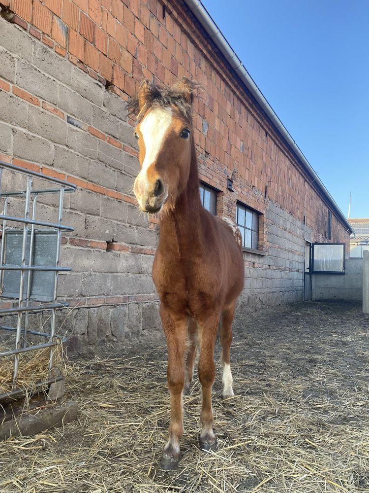 Sprzedam tarantowatego wałacha po Arabian-Atin-Ro