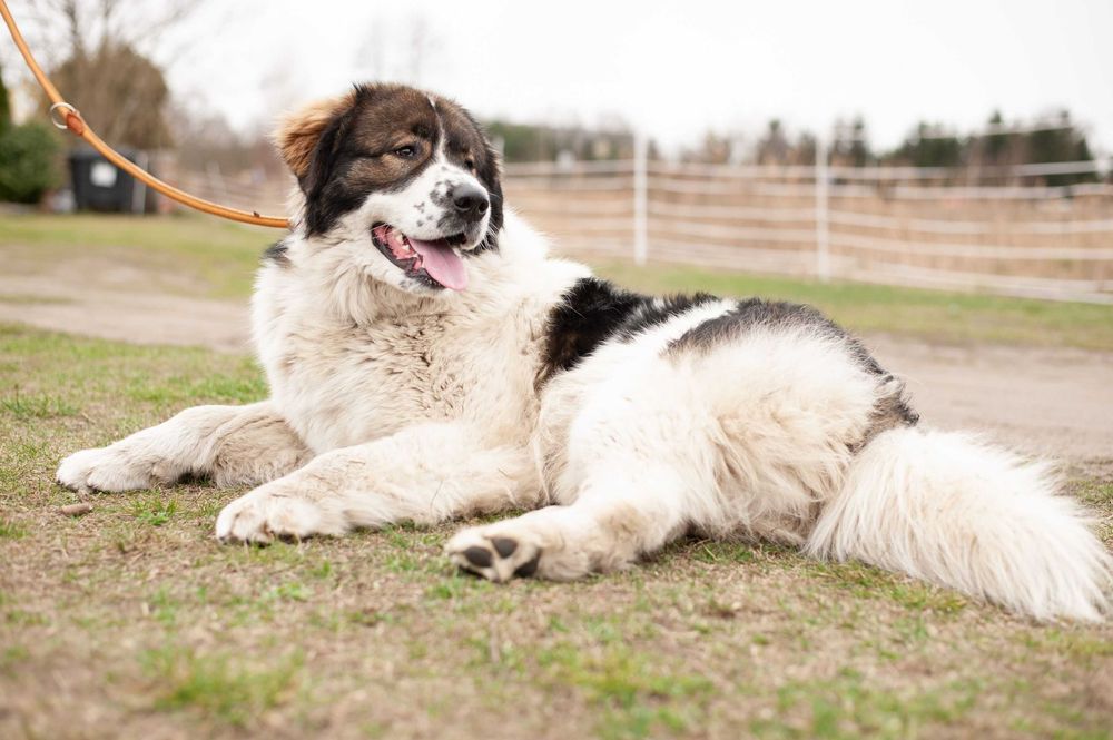 Tornjak Bośniacko Chorwacki pies pasterski reproduktor