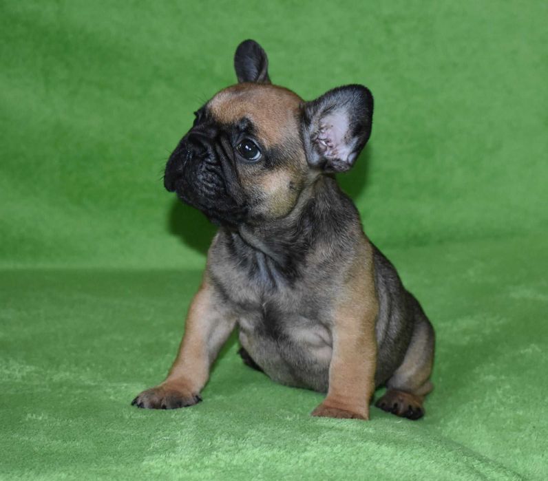 Хлопчик французик