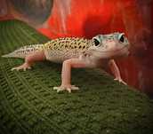 Gekon Lamparci Mack Snow leopard gecko