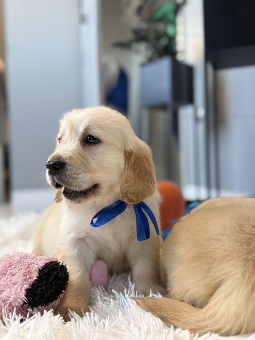 Golden Retriever szczeniak piesek biszkoptowa