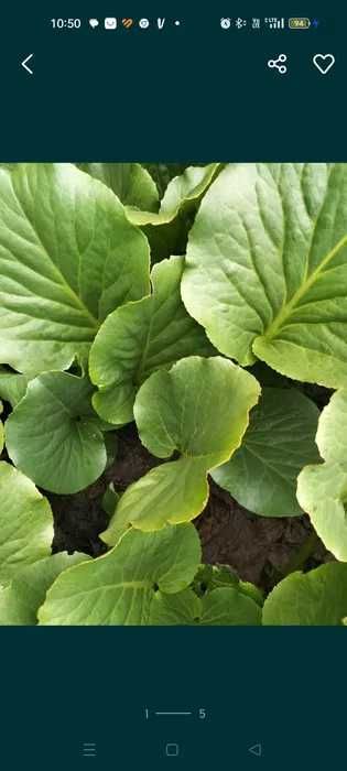 bergenia sadzonka, 5 sztuk