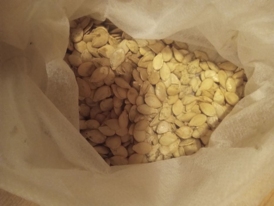 Nasiasiona Dyni ozdobnej Indiana