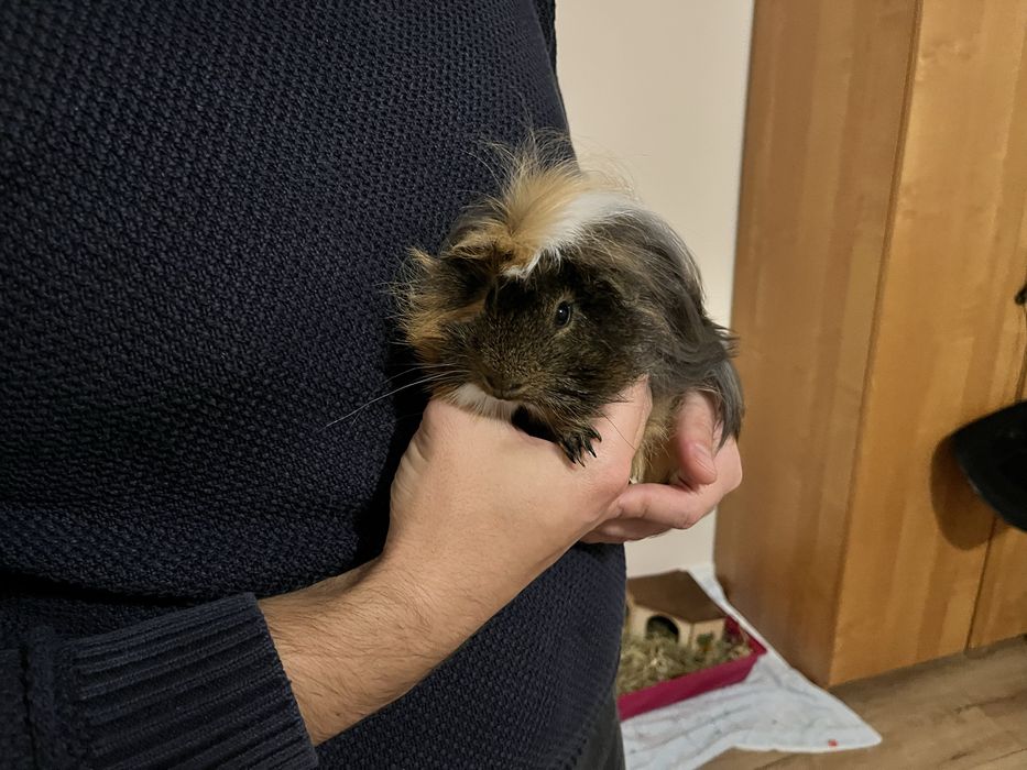 Świnka morska plus klatka