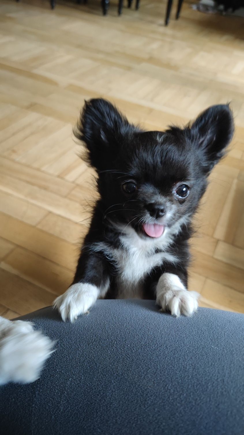 chihuahua długowłosa suczka FCI