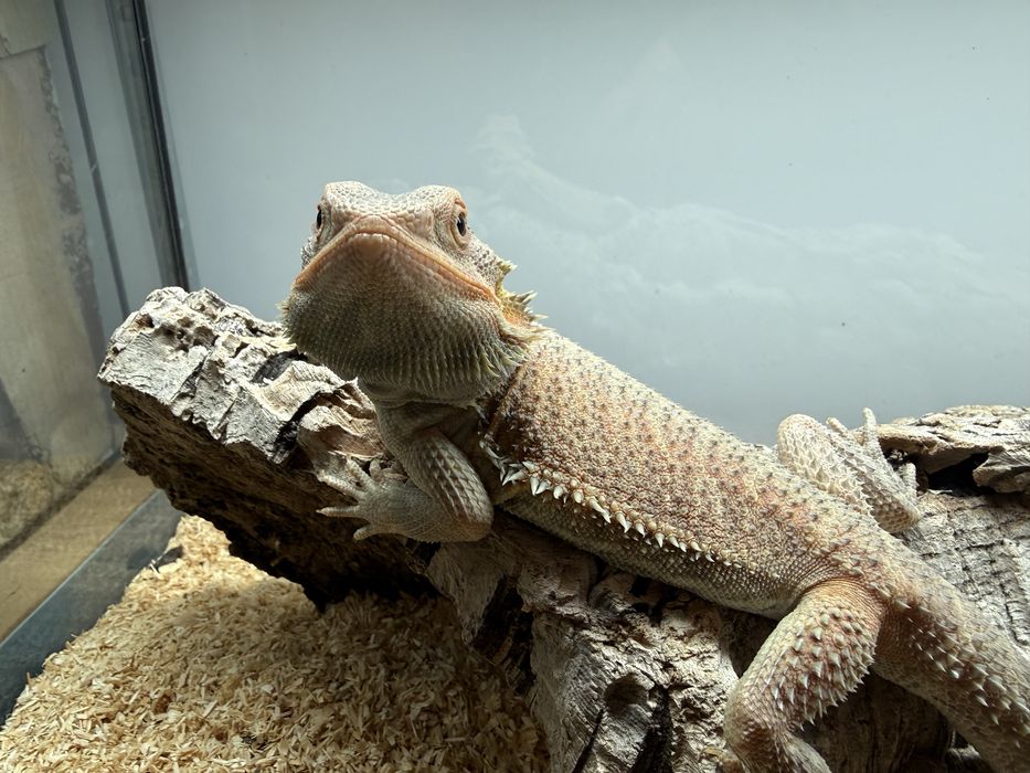 Agamy brodate samiec i samica