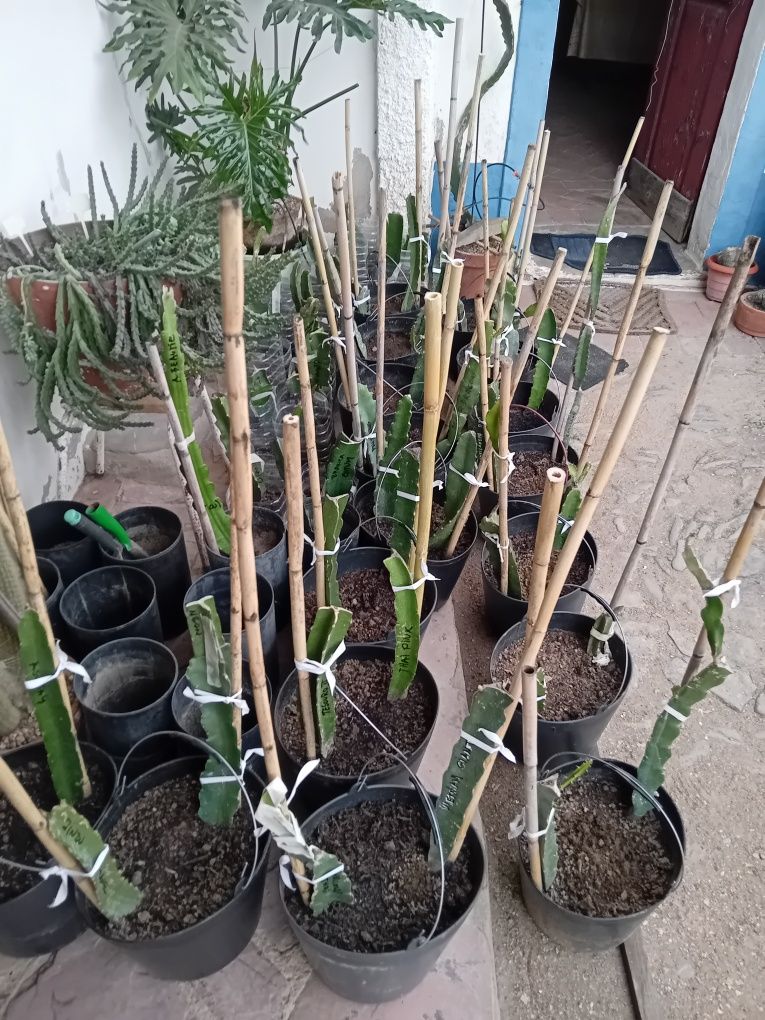 Pitayas , plantas para produção / colecção