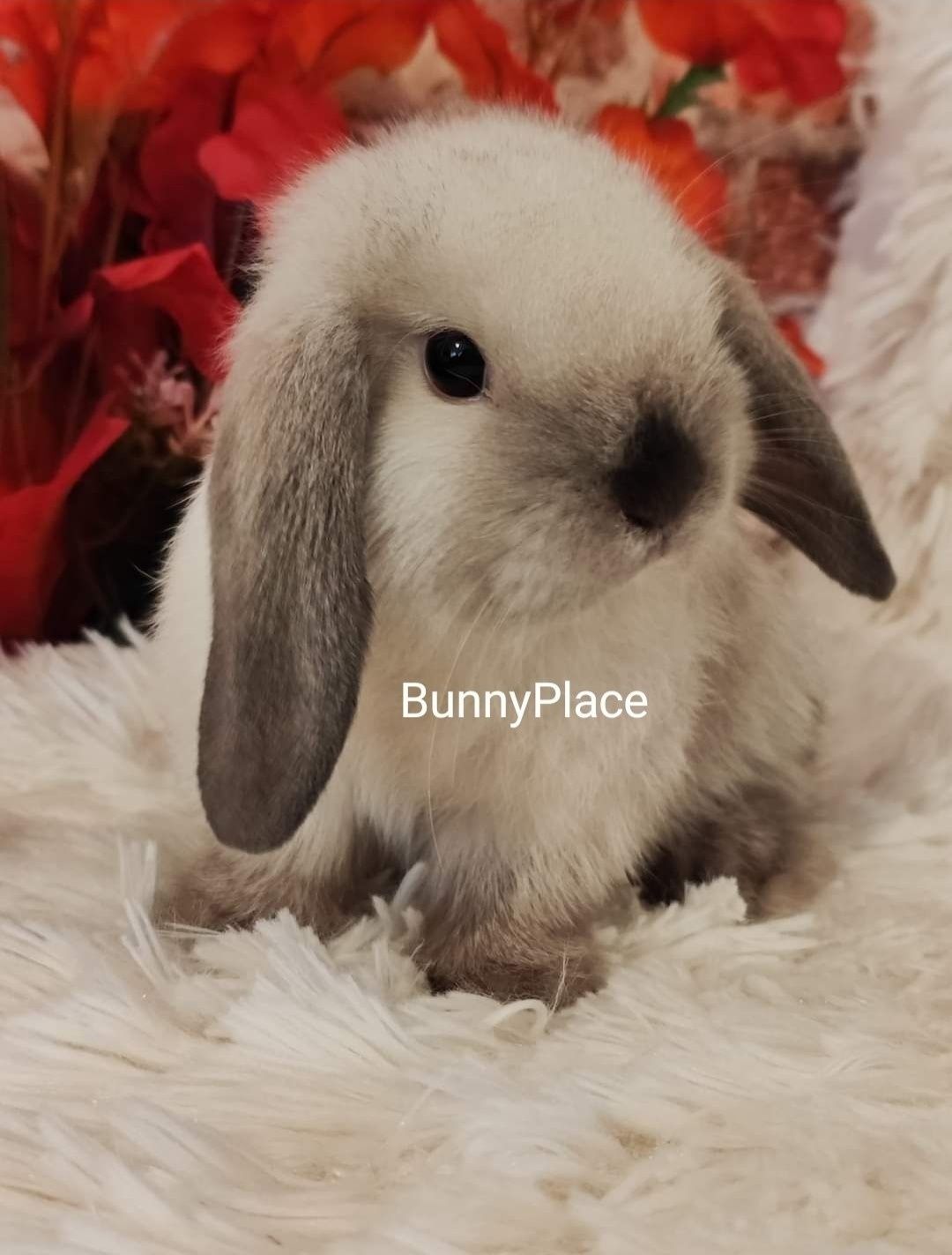 Króliczki Mini Lop. Jedyna hodowla w Szczecinie.